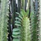 the cactus plant Cereus peruvianusÂ which reminds you of a cowboy movie.  Posture tall, equipped with thorns along the plant line